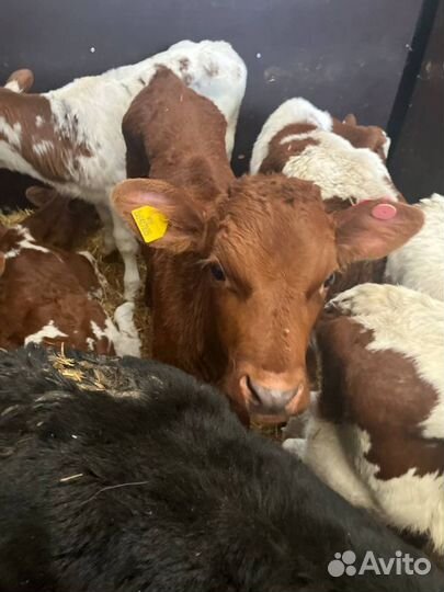 Телята бычки доставка