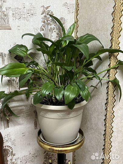 Дримиопсис пятнистый