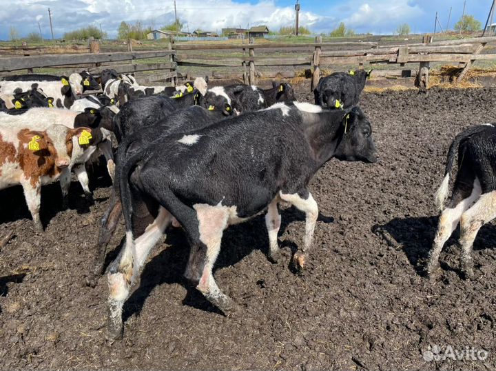 Телята 1-3 мес
