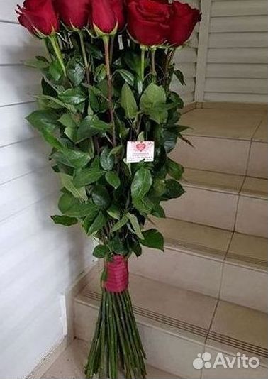 Розы гиганты 140 150 160 170 180 200