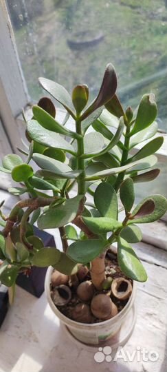 Алоэ вера и денежное растение