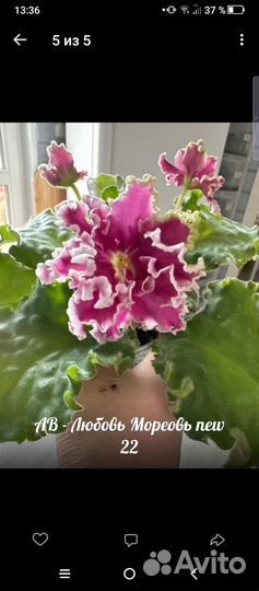 Набор деток-новинок 22 фиалок