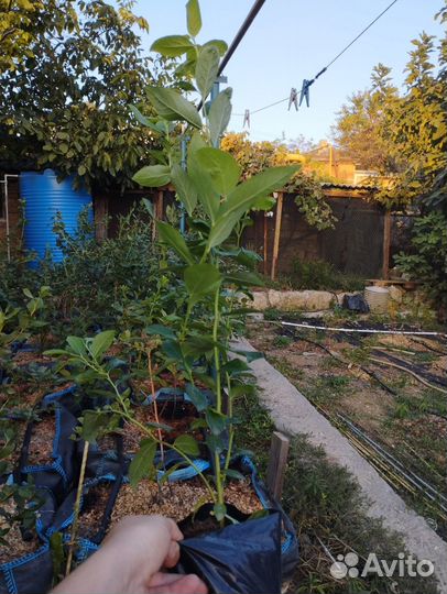 Саженцы голубики 2-х летки. Сорт Дюк