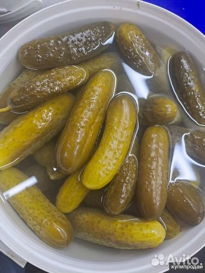 Огурцы, перец, чеснок соленые бочковые (оптом)