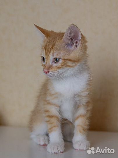 Отдам маленького котика