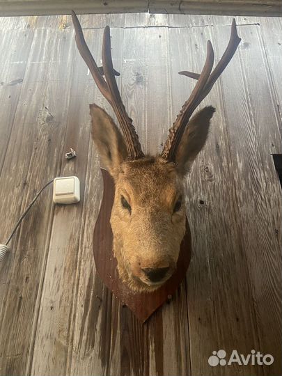 Чучело головы косули