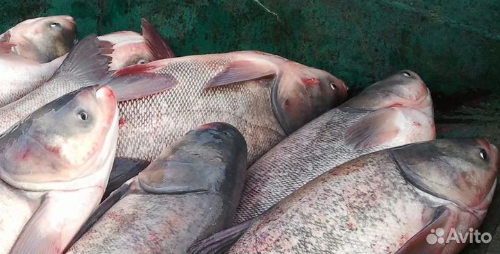 Свежая рыба