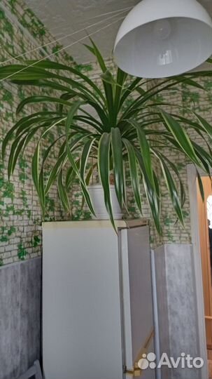 Драцена Гавайская