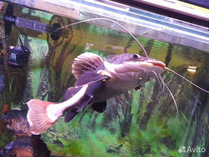 Краснохвостый сом (Оринокский сом) Рыба