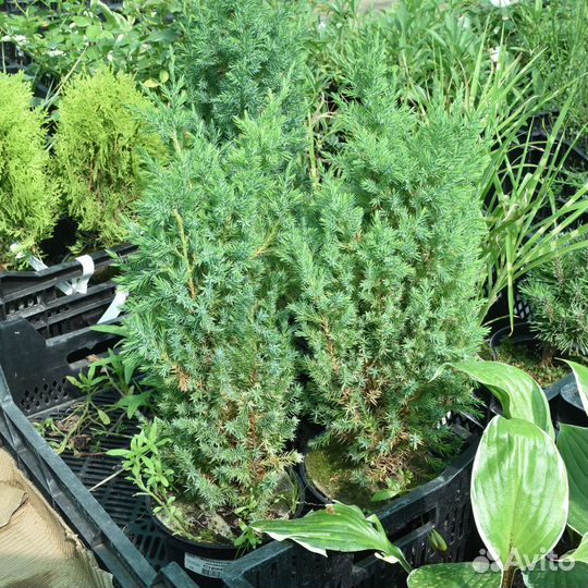 Саженцы хвойных в горшках с зкс