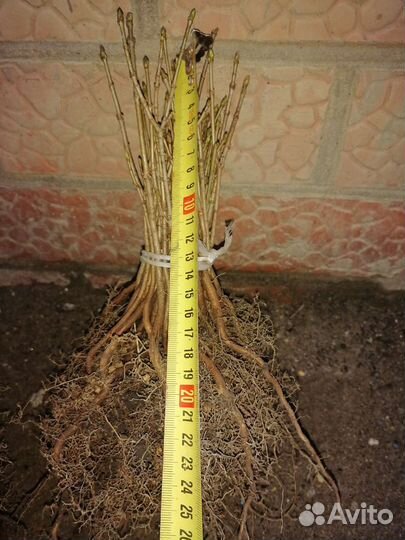 Клен остролистный