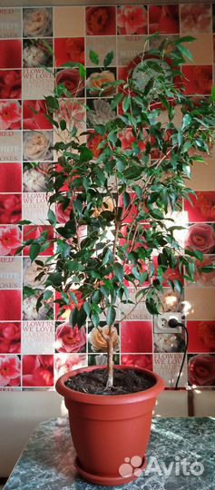 Фикус бенджамина темнолистный