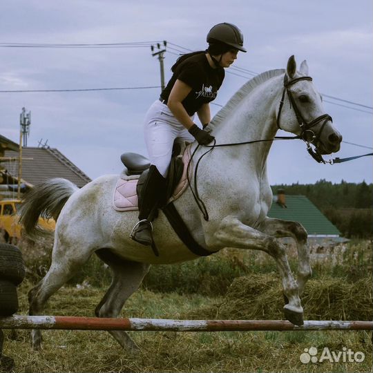 Конные прогулки. Тренировки. Аренда лошади