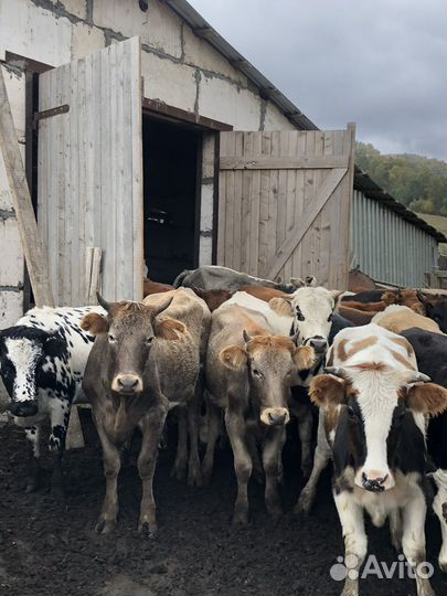 Телки 45 голов