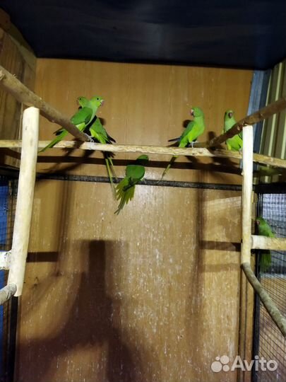 Ожереловые попугаи