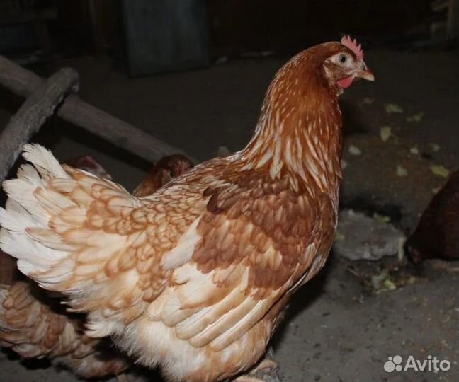 Курочки несушки напрямую с кфх