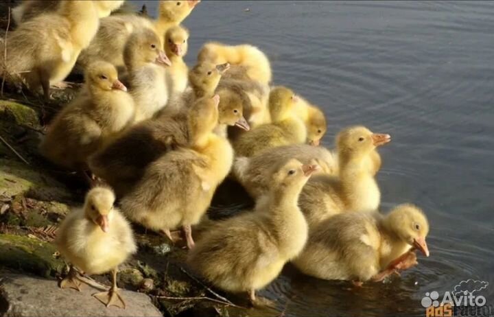Утята, мулард, бройлер, куры несушка, гусь