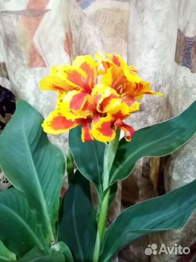 Цветы комнатные