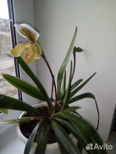 Орхидея венерин башмачек