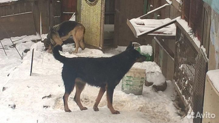 Отдам в добрые и заботливые руки собачку