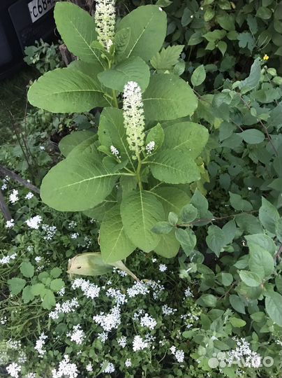 Растения для сада