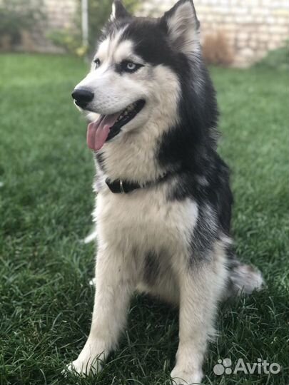 Вязка собаки хаски