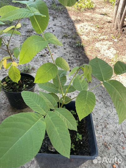 Саженцы маньчжурского ореха