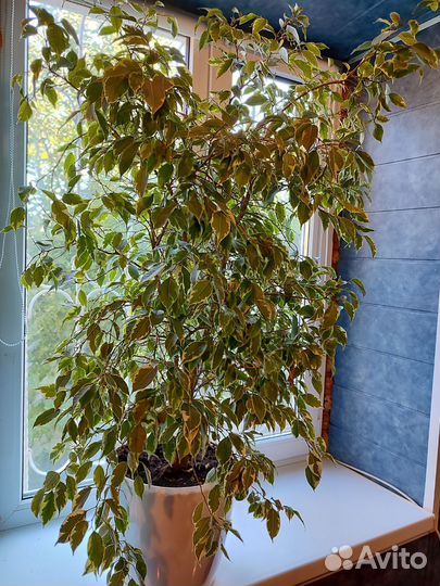 Фикус бенджамина