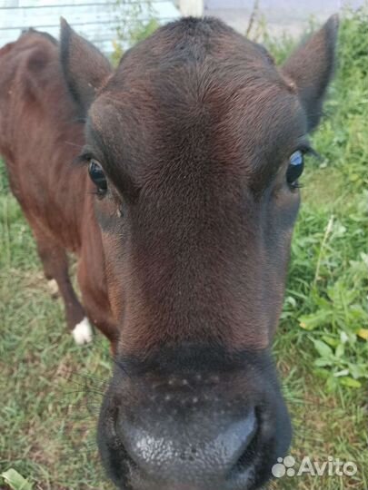 Айширская корова