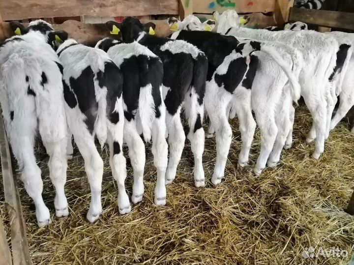 Бычки с доставкой