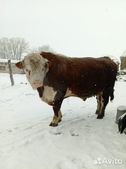 Быки на племя