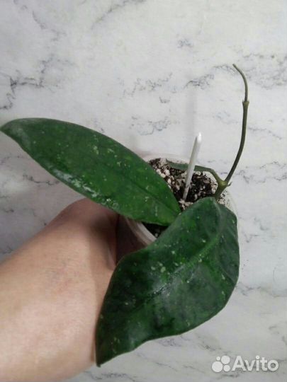 Хойи: взрослые, укоренённые и на срез