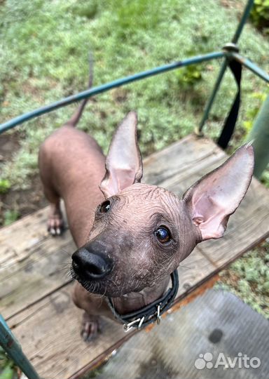 Мексиканская голая собака (Ксолоитцкуинтли)