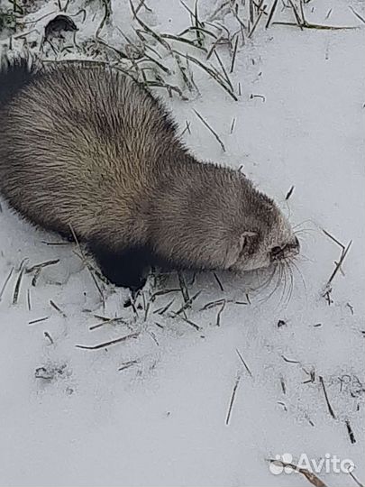 Вязка хорька