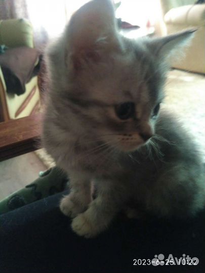 Британская