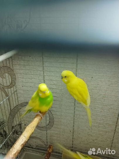 Волнистый попугай