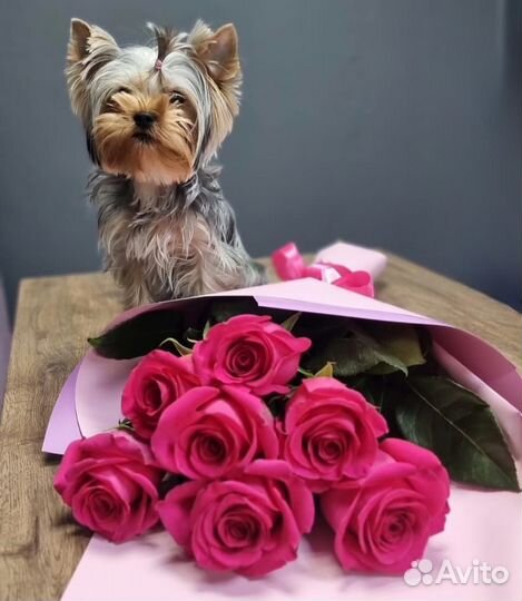 Композиции к празднику. Заказ 46-10-00