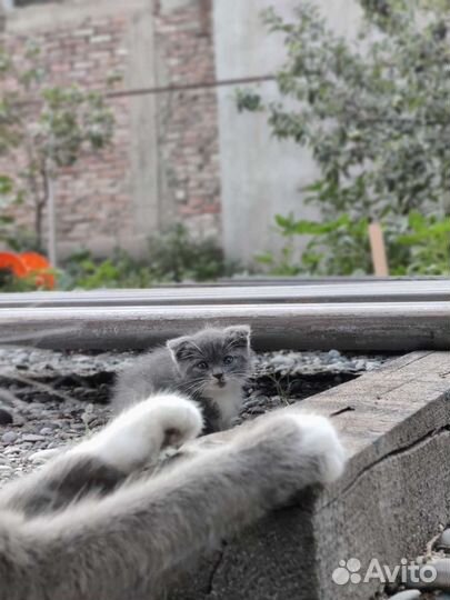Котенок