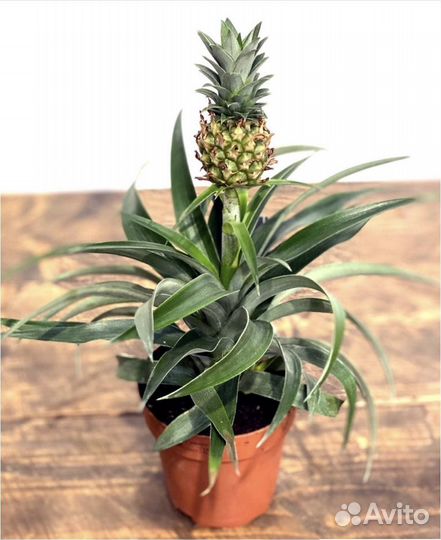 Ананас с плодом