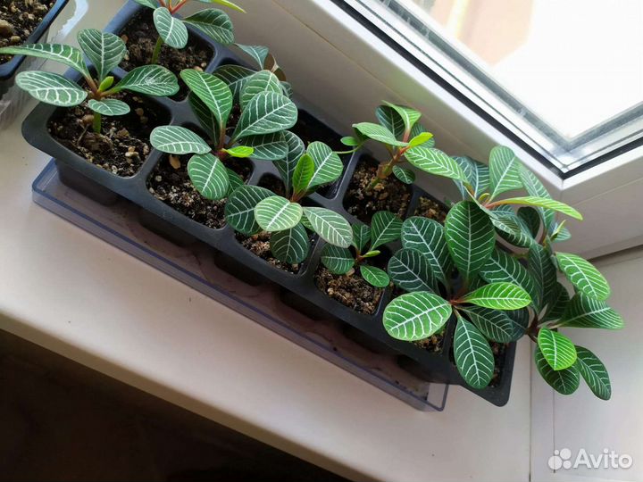 Молочай пальма