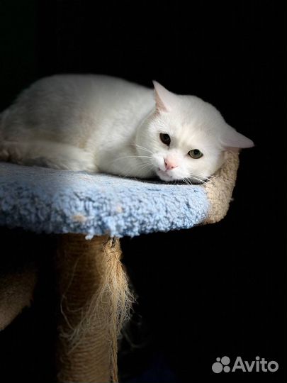 Спасенный от смерти на улице кот Оскар (7 лет)