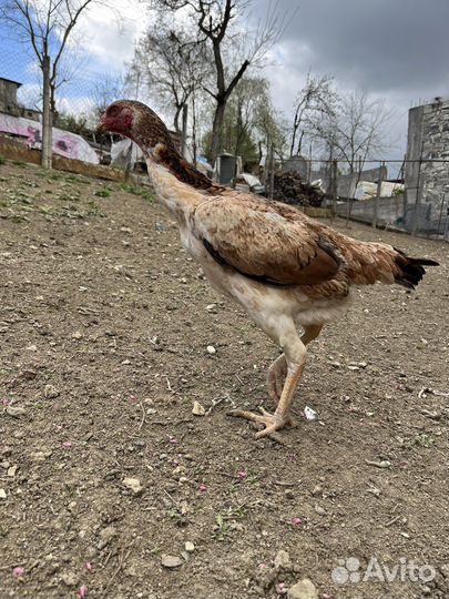 Узбек чистоган