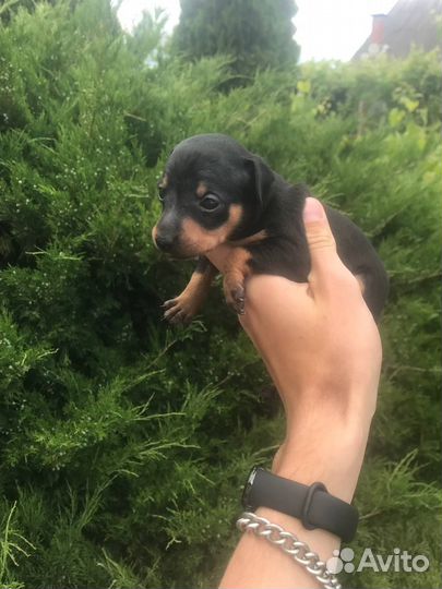 Той-терьер щенки