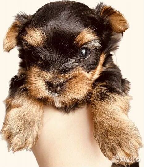 Йоркширский терьер мини