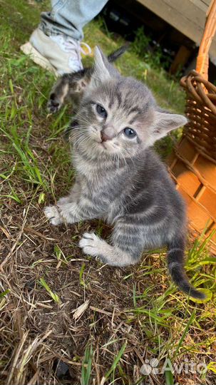 Котенок кошки сибирский табби