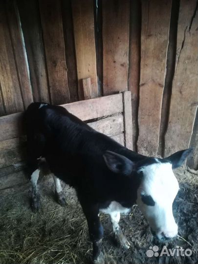 Бычёк 1 месяц