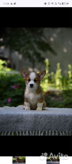 Щеночки корги