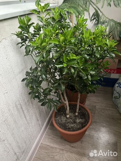 Бересклет форчуна блонди