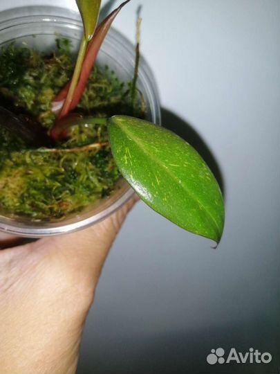 Филодендрон orange princess