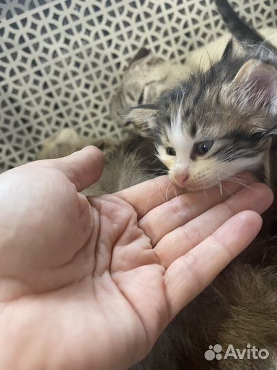 Котятки